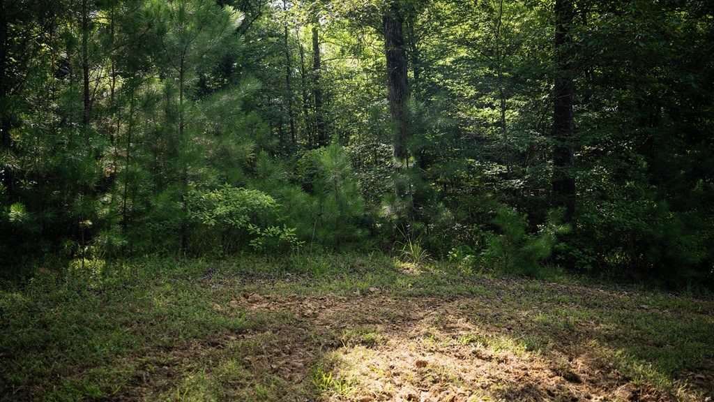Hunting Land in Woodville, MS – 125 Acres for Sale