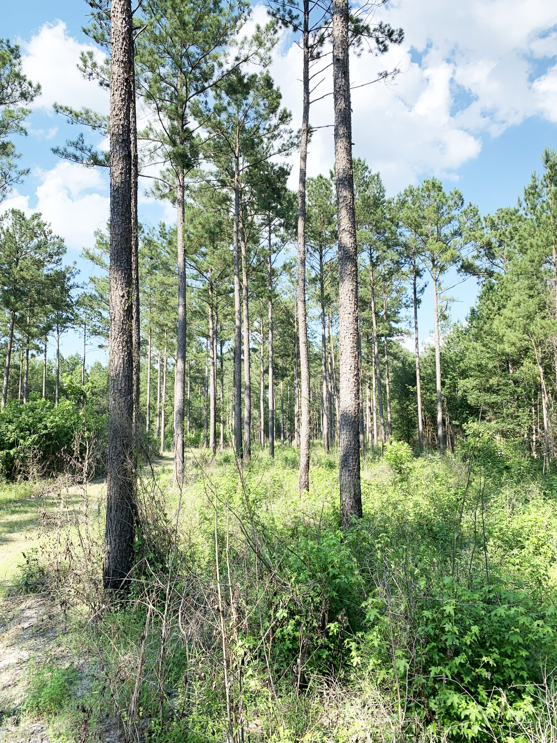 Recreational and hunting paradise located just outside Vada, GA in Decatur County