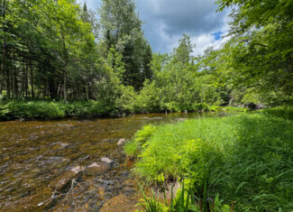 Private Cabin Retreat on 20 Acres with Stream Frontage