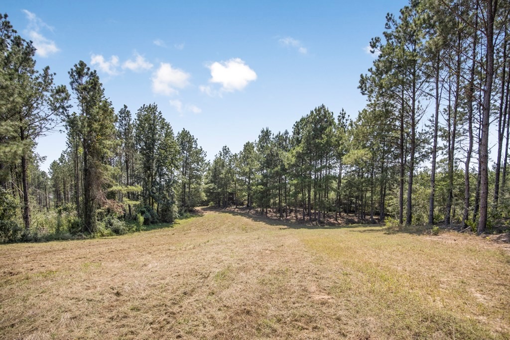 Amite County Hunting Land – The Winding 41