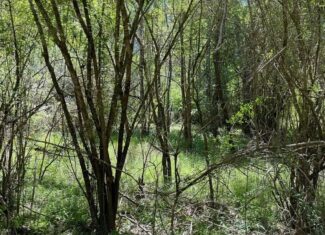 Hunting Land for Sale Near Gloster, Mississippi