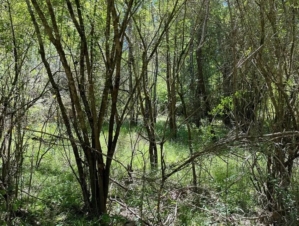 Hunting Land for Sale Near Gloster, Mississippi
