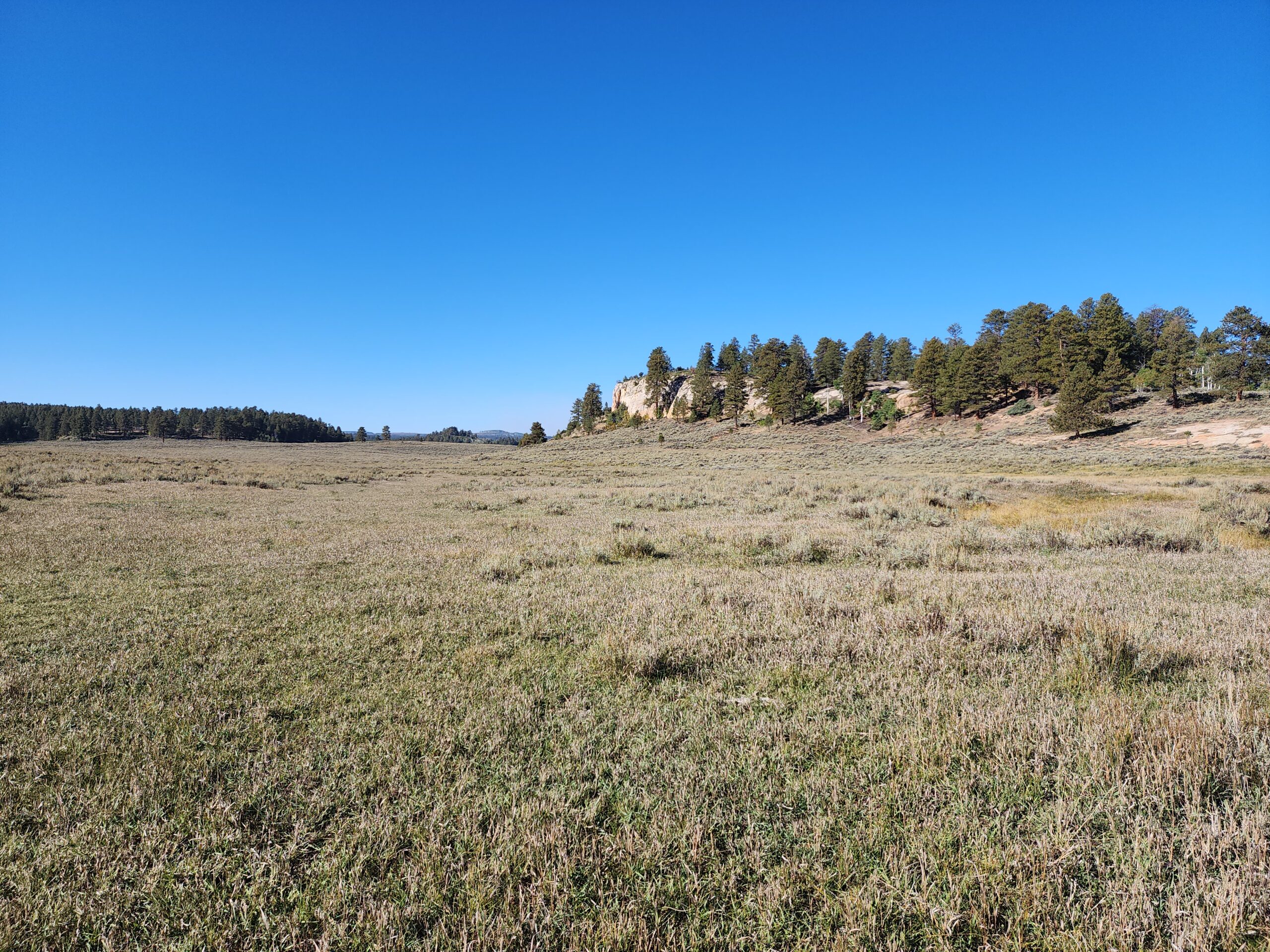155 Acres of Hunting and Recreation Land in CO