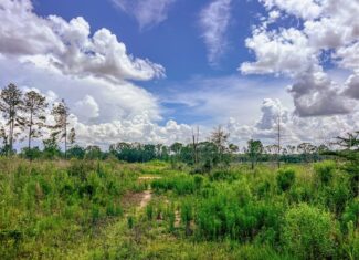 Land for Sale in Amite County, MS