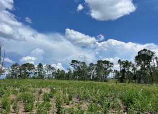 Land for Sale in Amite County, MS