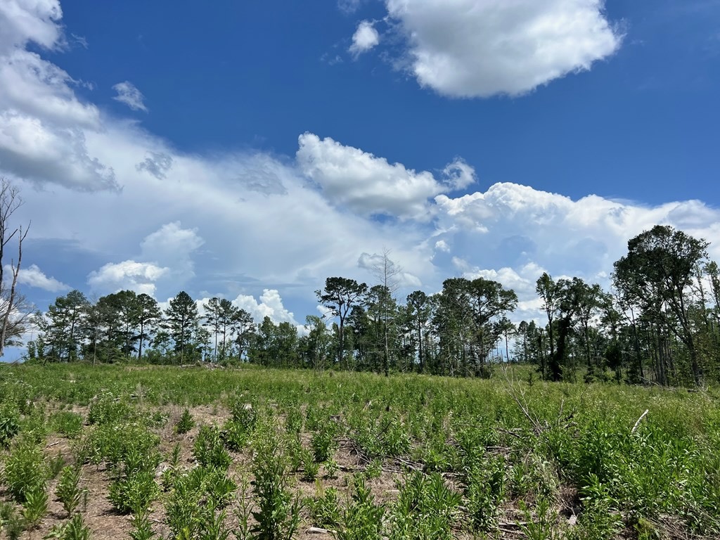 Land for Sale in Amite County, MS
