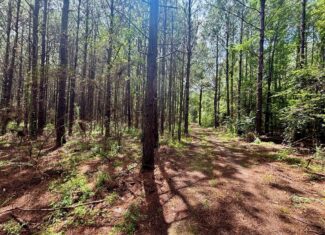 Land for Sale in St. Helena Parish, Louisiana