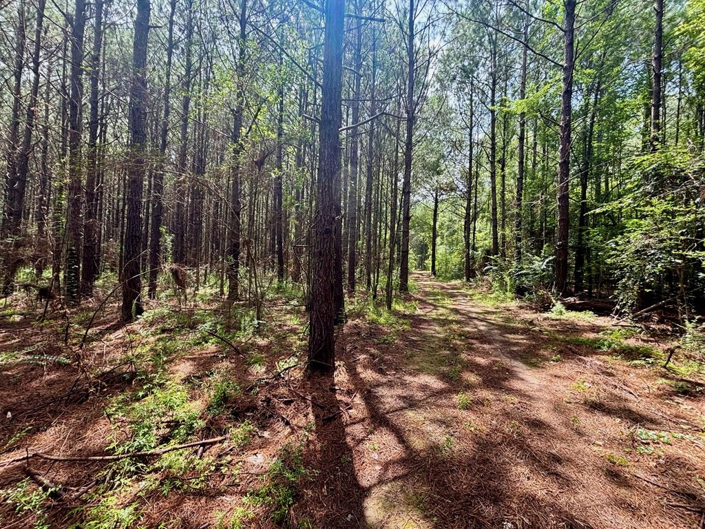 Land for Sale in St. Helena Parish, Louisiana