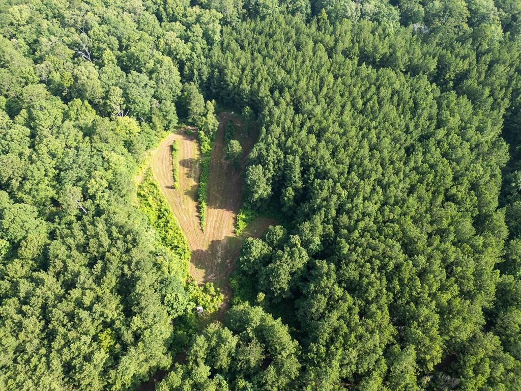 Hunting Land in Woodville, MS – 125 Acres for Sale