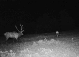 Pine Ridge Sanctuary-Premier Montana Hunting Land near Billings