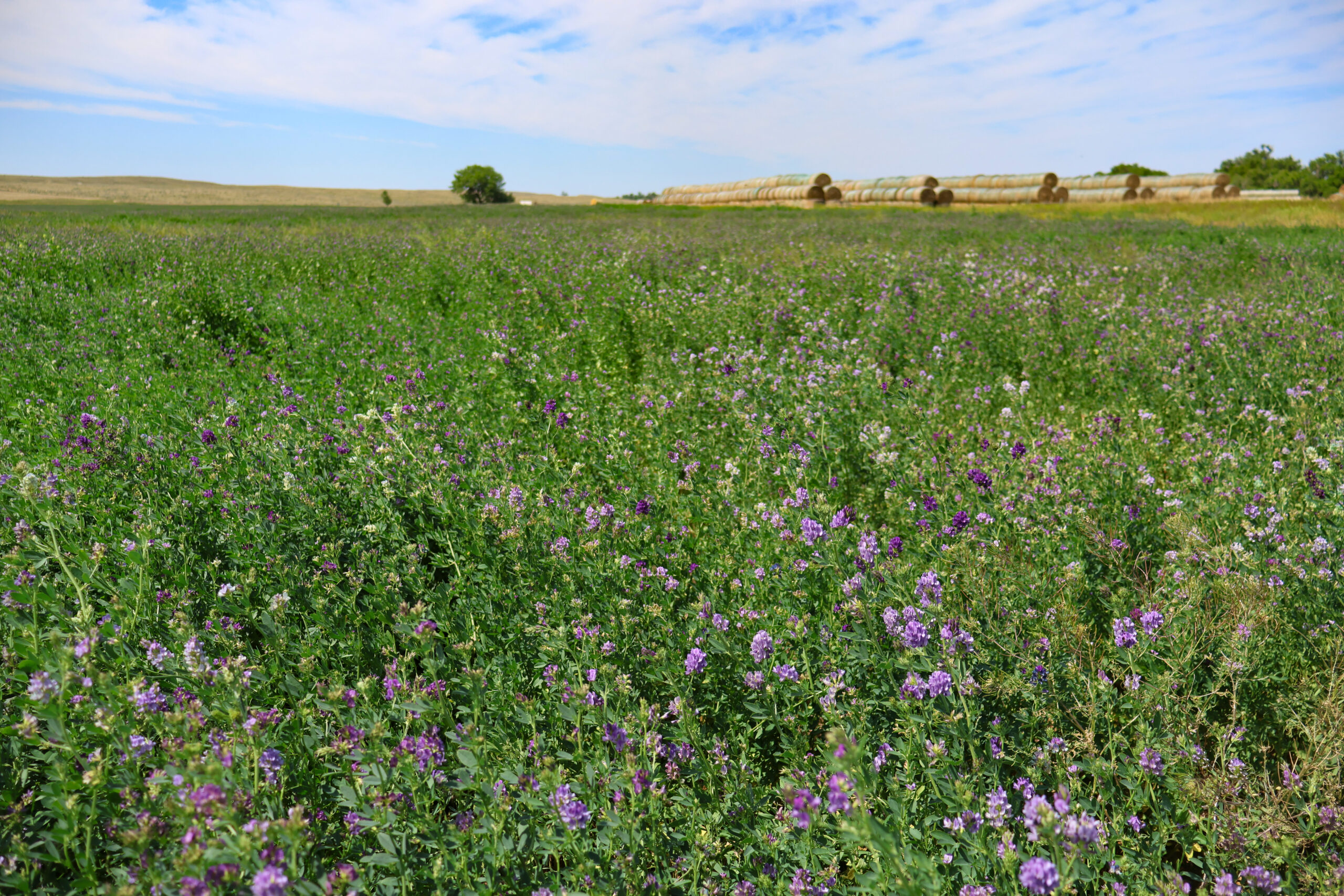 East Malta Irrigated Farm & Ranch – The Hould Property