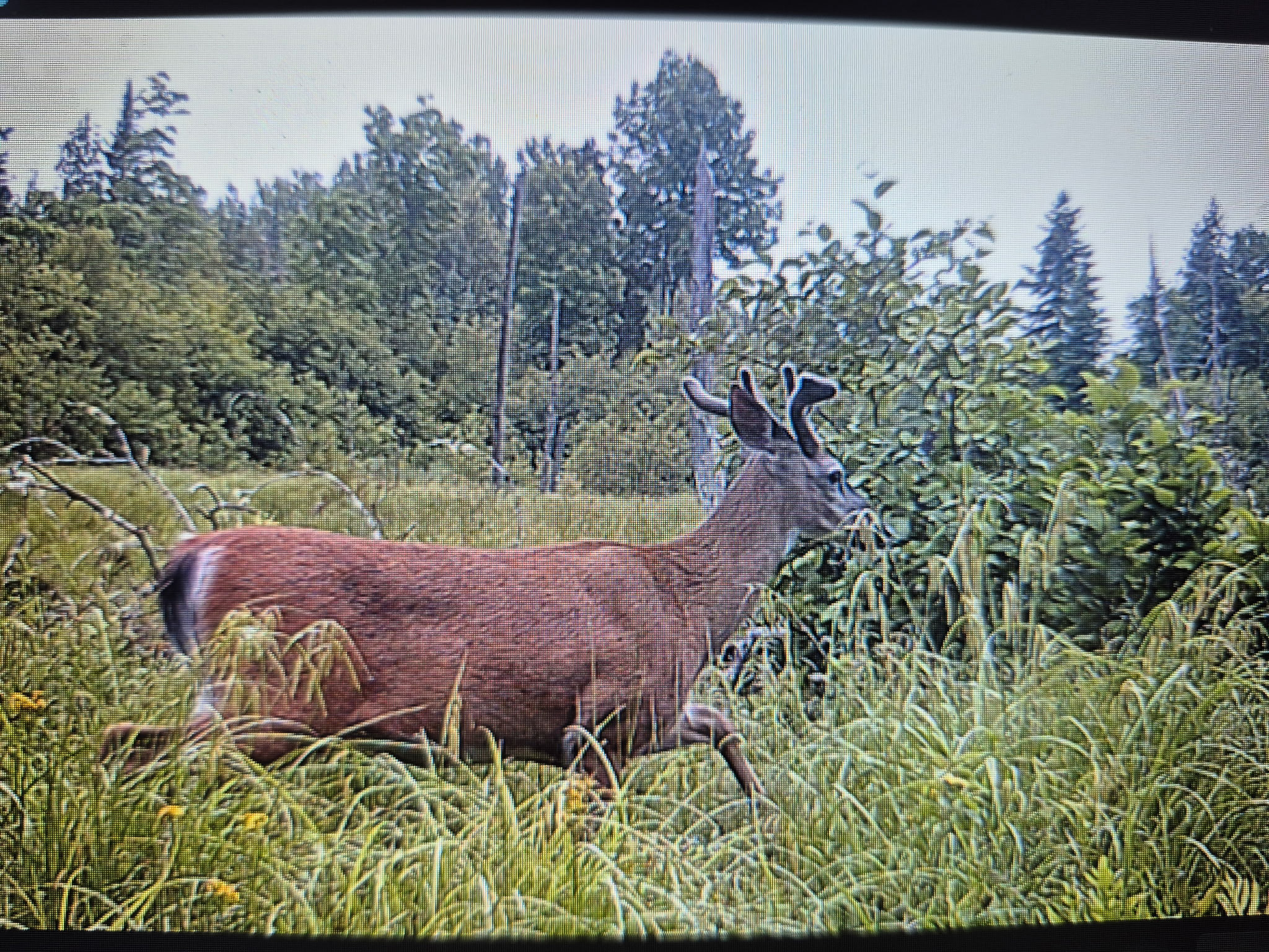 Maine Hunting and Recreational Timberland for Sale | 152± Acres in Carroll Plantation