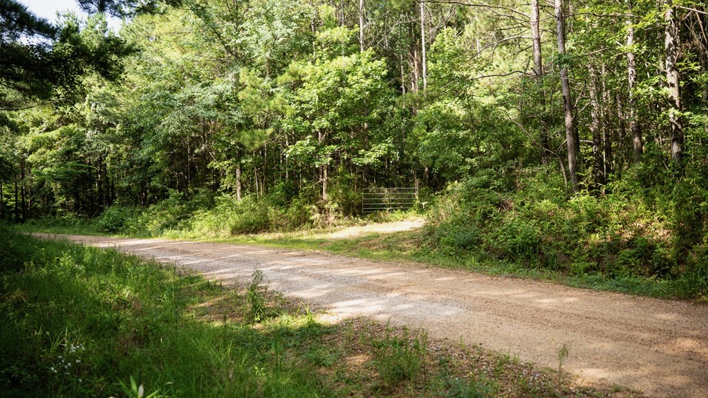 Hunting Land in Woodville, MS – 125 Acres for Sale
