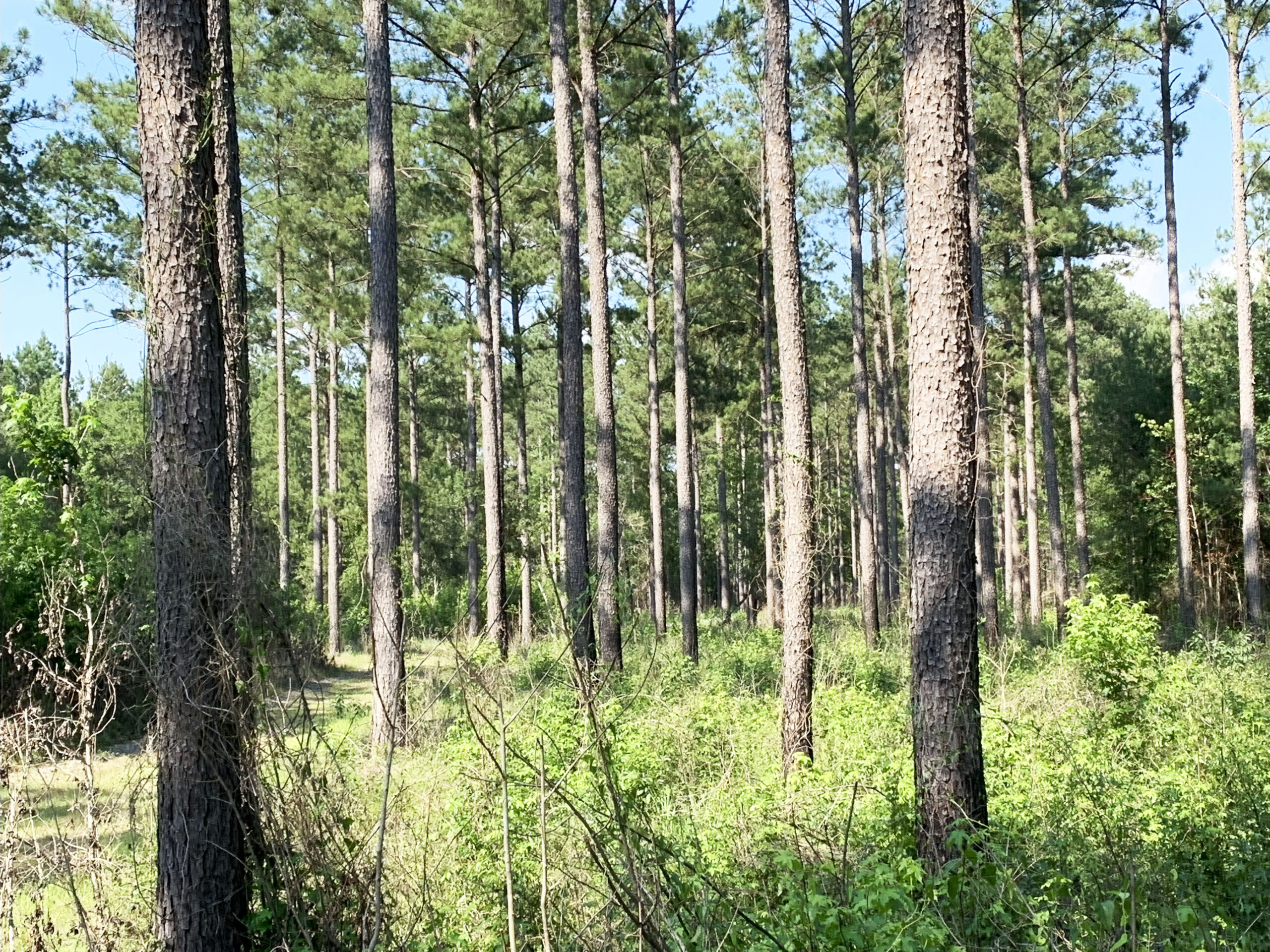 Recreational and hunting paradise located just outside Vada, GA in Decatur County