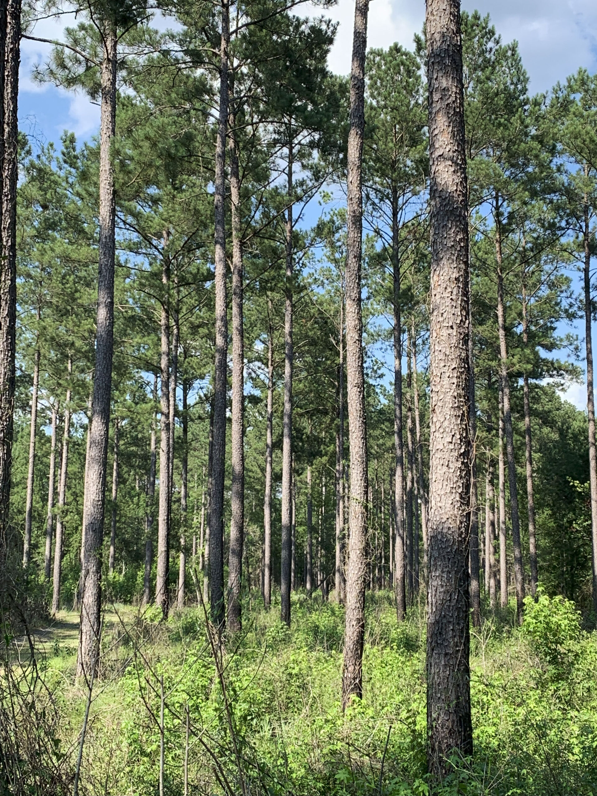 Recreational and hunting paradise located just outside Vada, GA in Decatur County