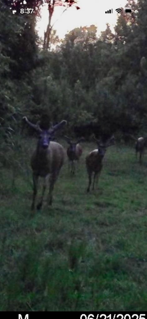 Hunting Land in Claiborne County, MS – The Reagan Tract