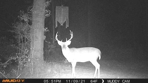 Hunting Land in Woodville, MS – 125 Acres for Sale