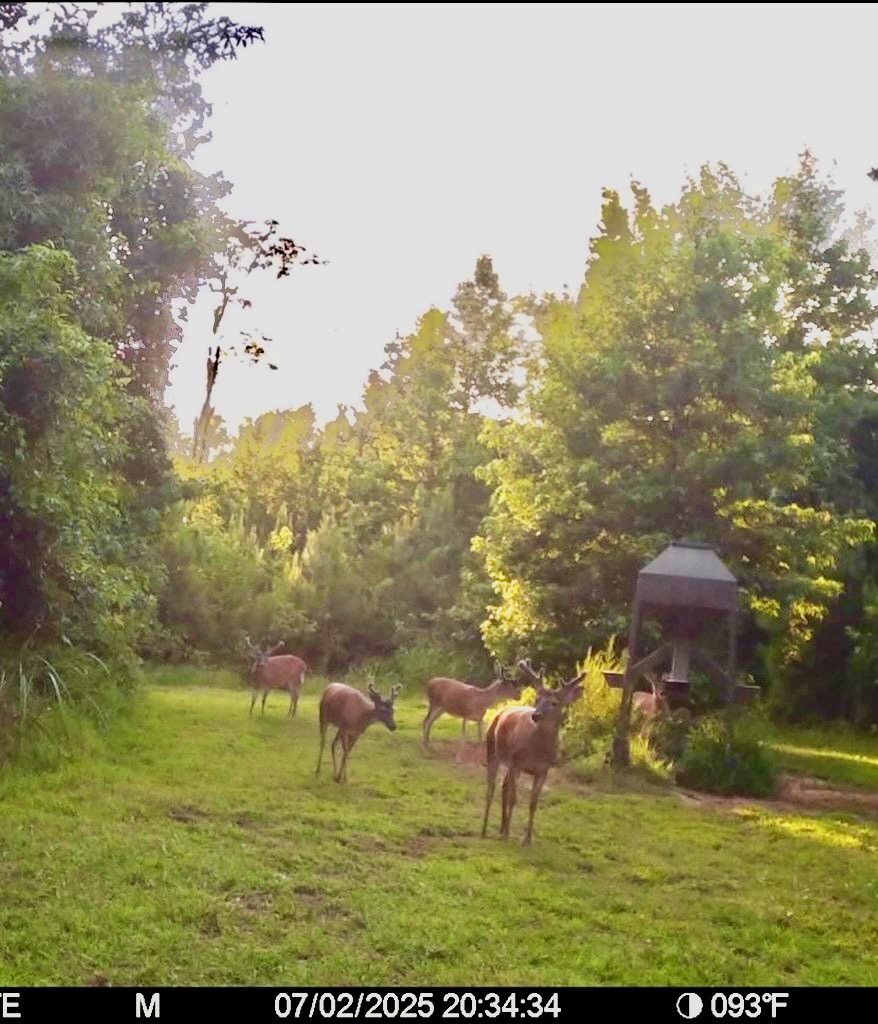 Hunting Land in Claiborne County, MS – The Reagan Tract