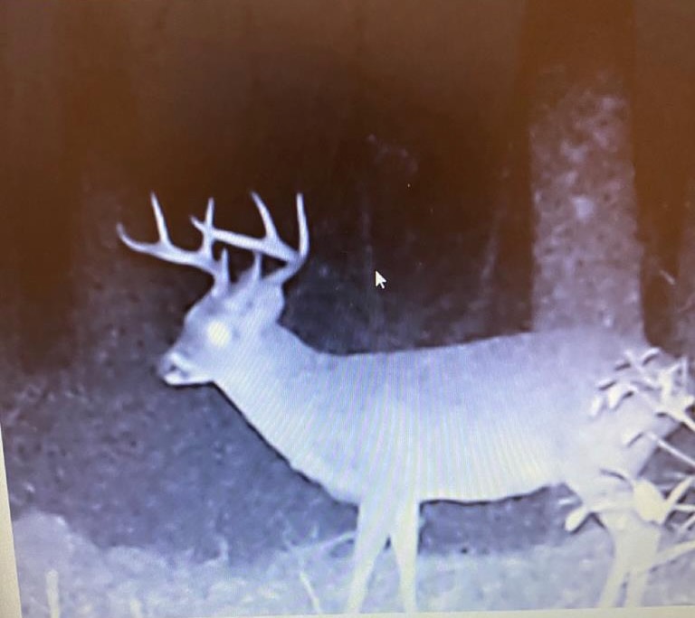 Hunting Land in Woodville, MS – 125 Acres for Sale