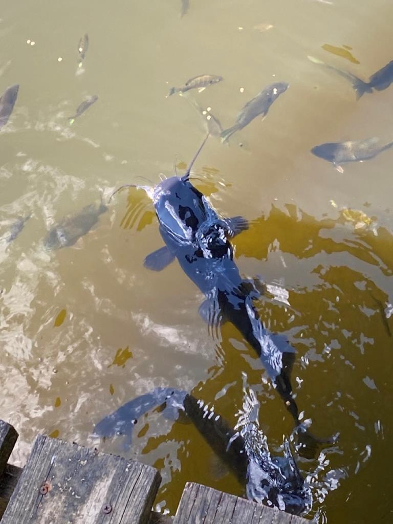 Clear Lake Land in East Feliciana Parish, Louisiana