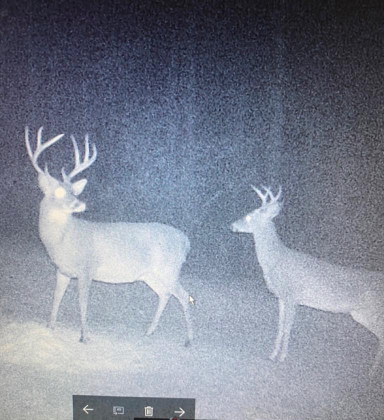 Hunting Land in Woodville, MS – 125 Acres for Sale