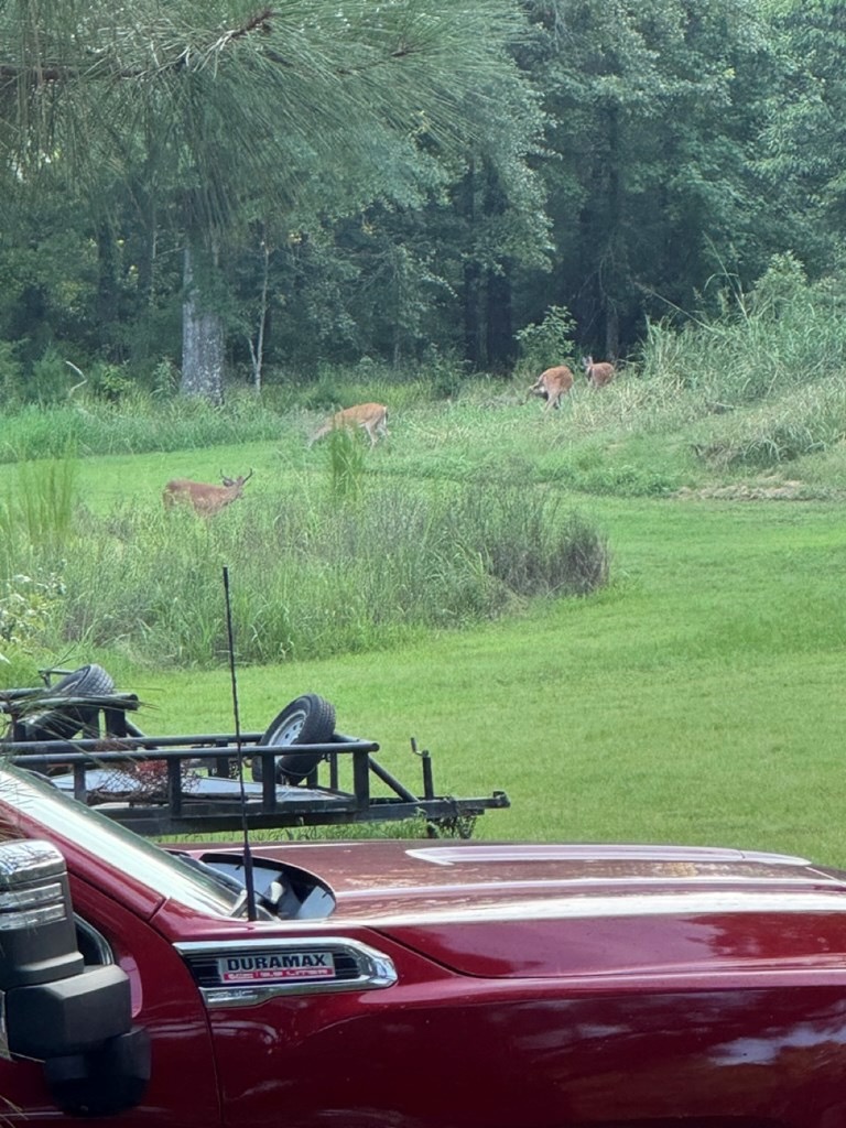 Hunting Land in Claiborne County, MS – The Reagan Tract