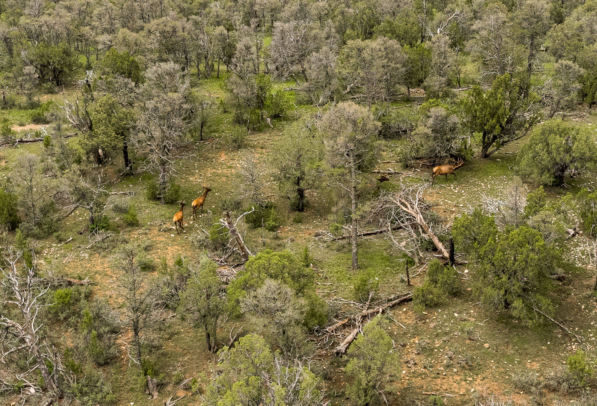 Cattle & Hunting Ranch for Sale in Weed, NM