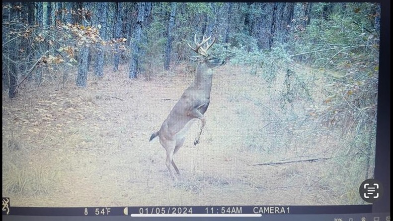 Hunting Land in Woodville, MS – 125 Acres for Sale