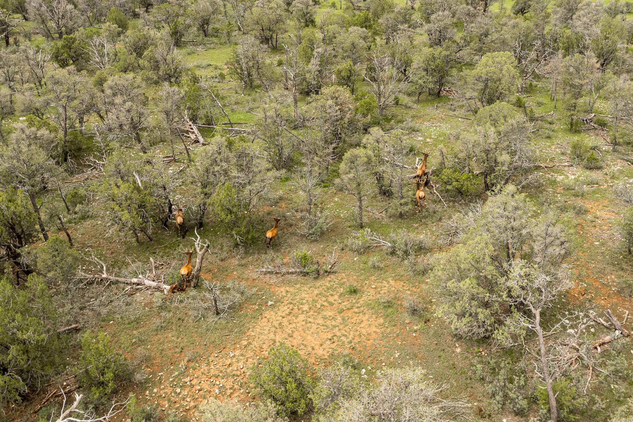 Cattle & Hunting Ranch for Sale in Weed, NM