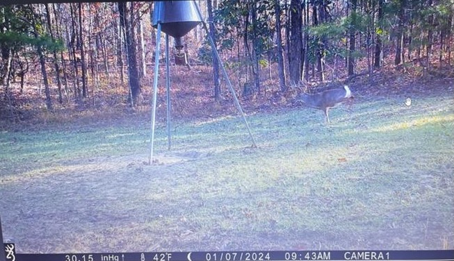 Hunting Land in Woodville, MS – 125 Acres for Sale
