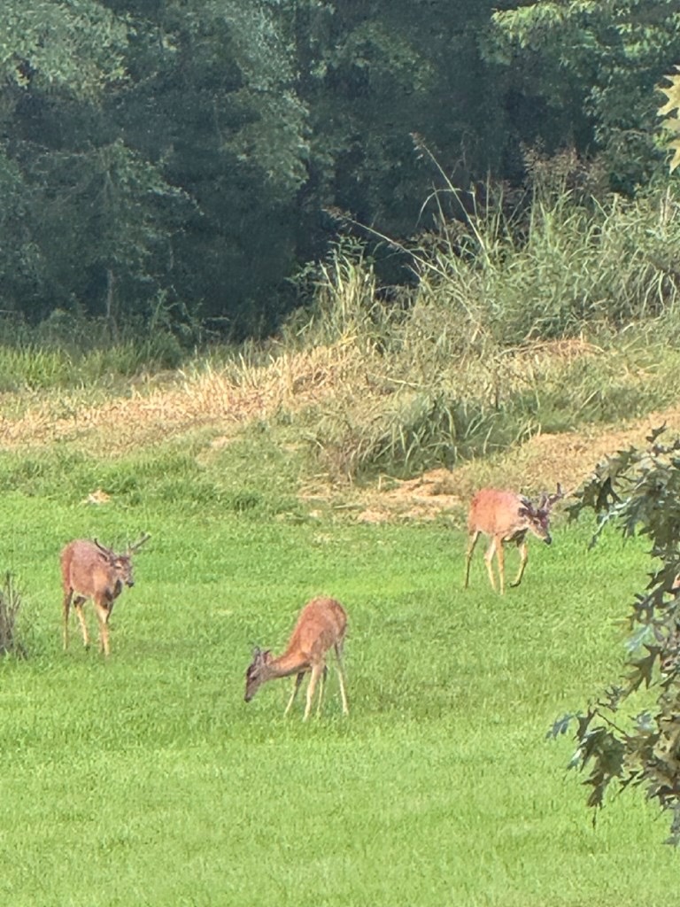 Hunting Land in Claiborne County, MS – The Reagan Tract
