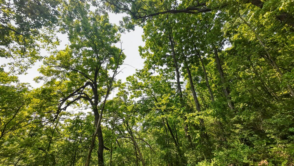 Twenty-One-Acre Hidden Gem in Vernon County WI