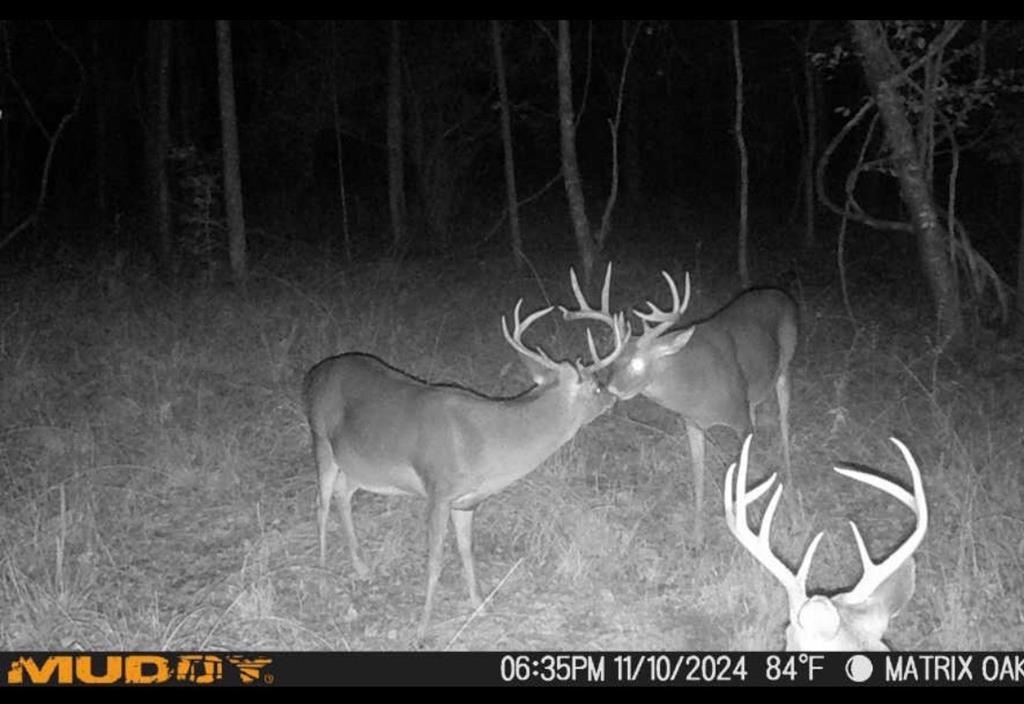 Hunting Land in Woodville, MS – 125 Acres for Sale