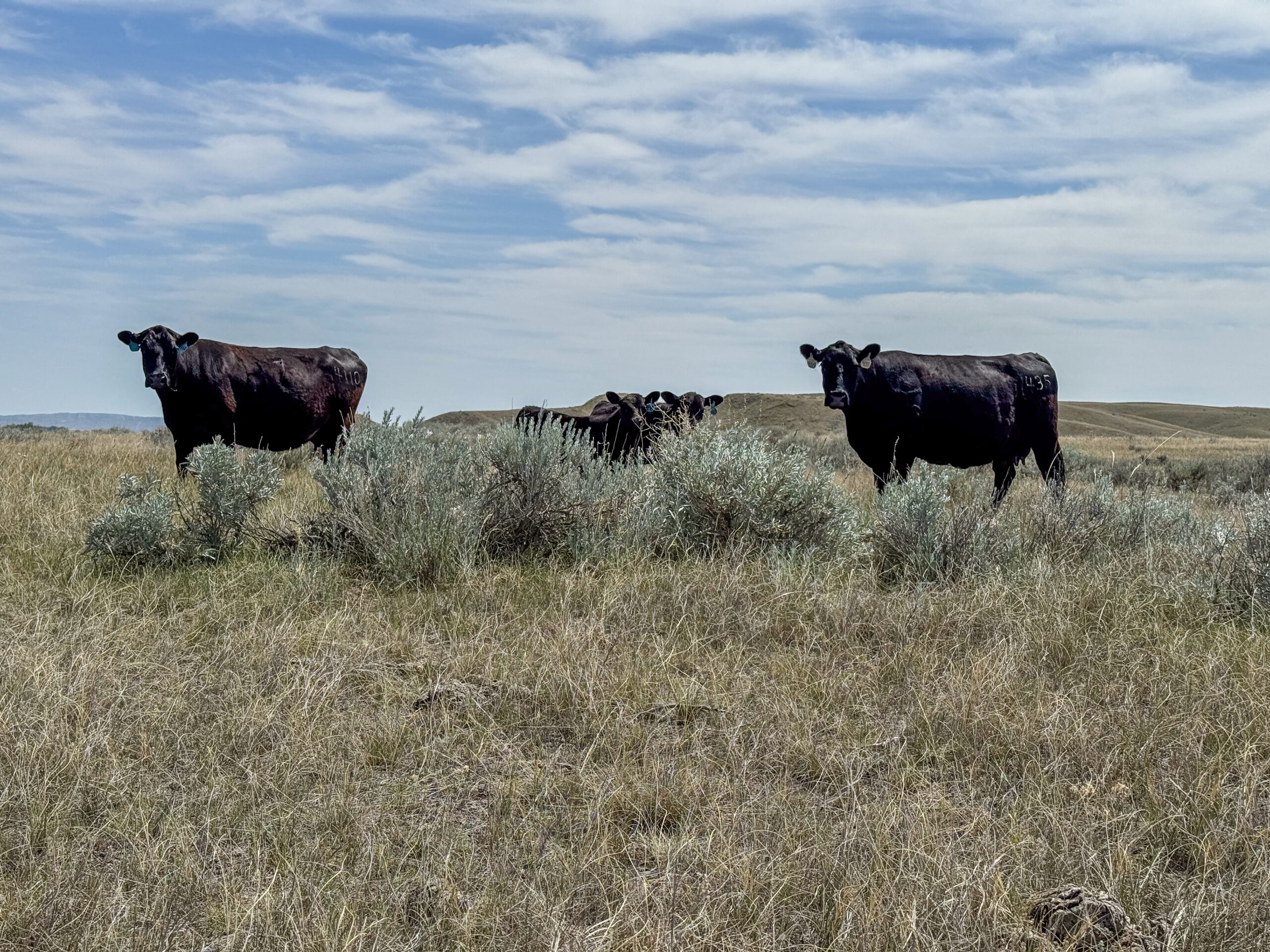 East Malta Irrigated Farm & Ranch – The Hould Property