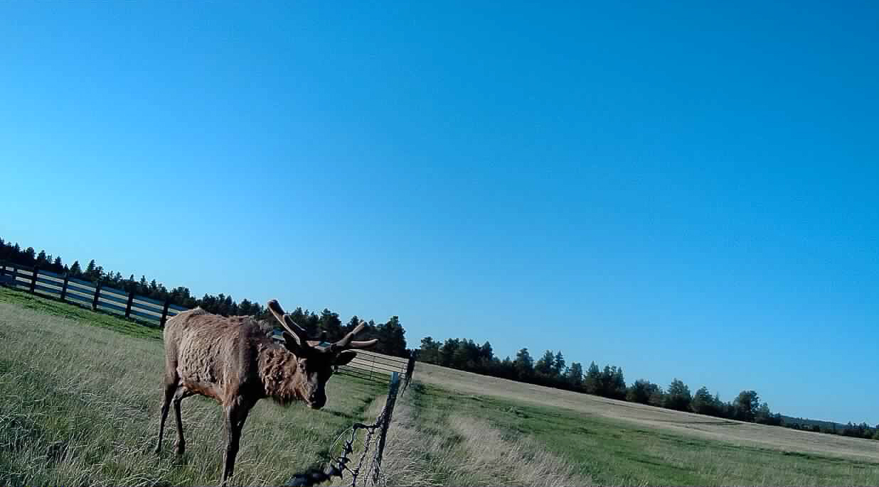 Windancer Ranch | | Custer, Montana