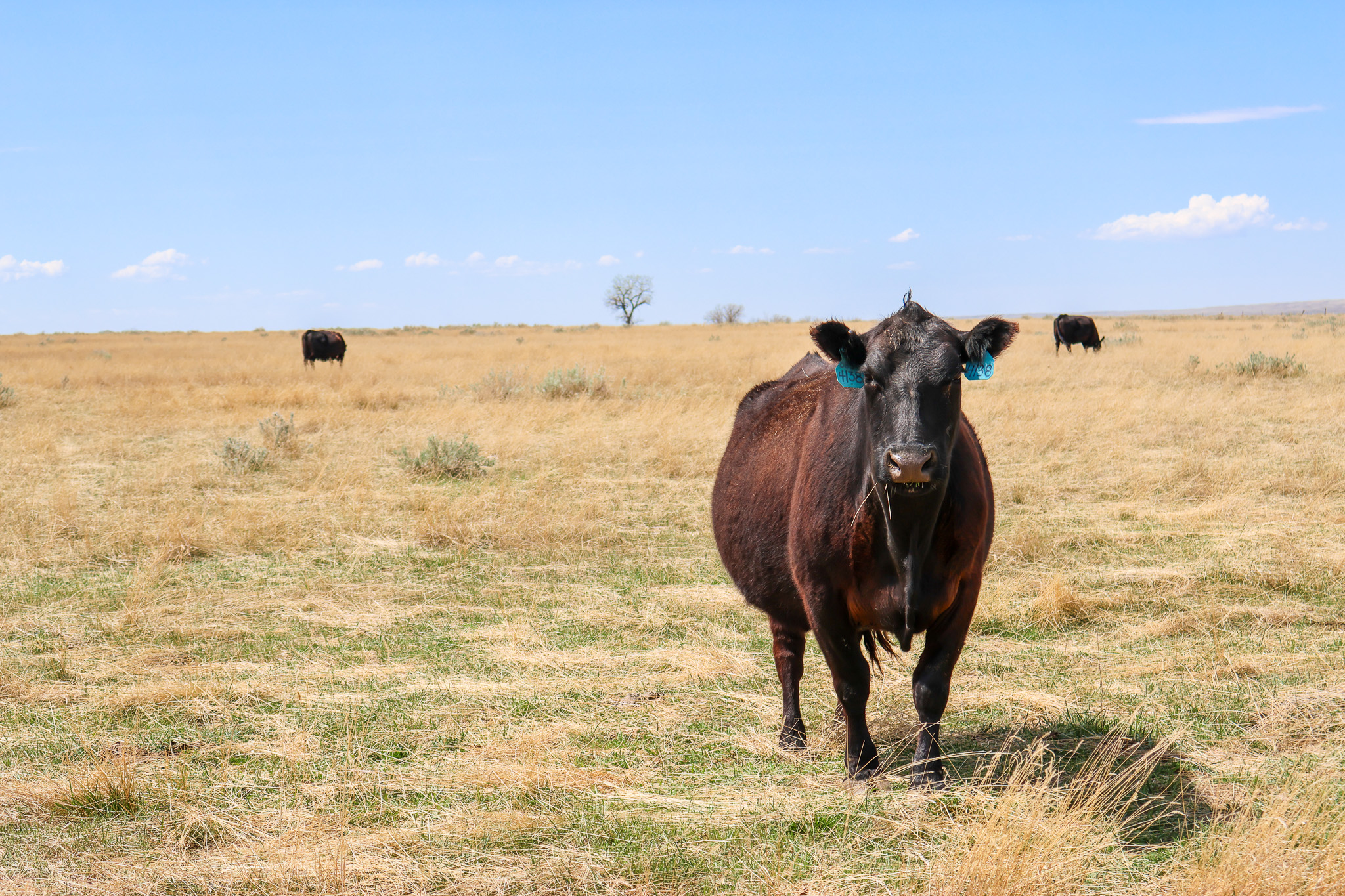 East Malta Irrigated Farm & Ranch – The Hould Property