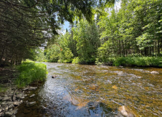 Private Cabin Retreat on 20 Acres with Stream Frontage