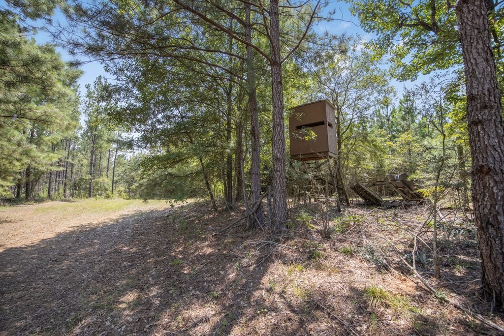 Amite County Hunting Land – The Winding 41