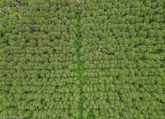 Turn-Key Hunting Land for Sale in Magnolia, Mississippi
