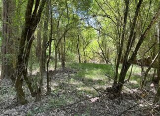 Hunting Land for Sale Near Gloster, Mississippi