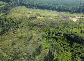 Gloster MS Hunting & Investment Land for Sale – 84 Acres