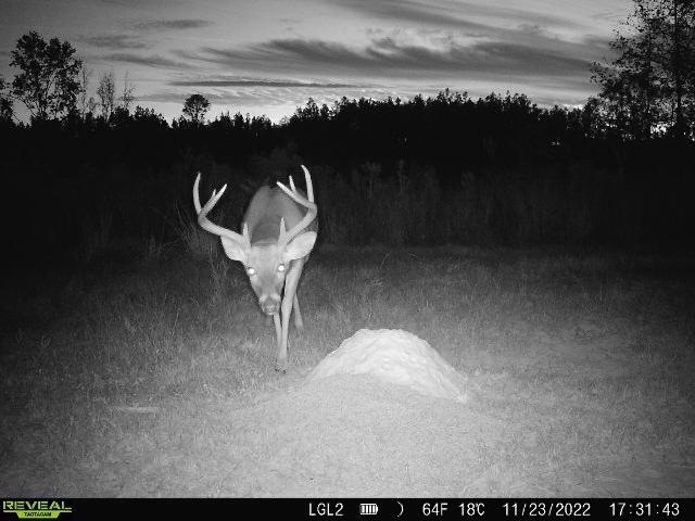 Catahoula 295 Acres – Enterprise, LA Hunting Land