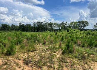 Land for Sale in Amite County, MS