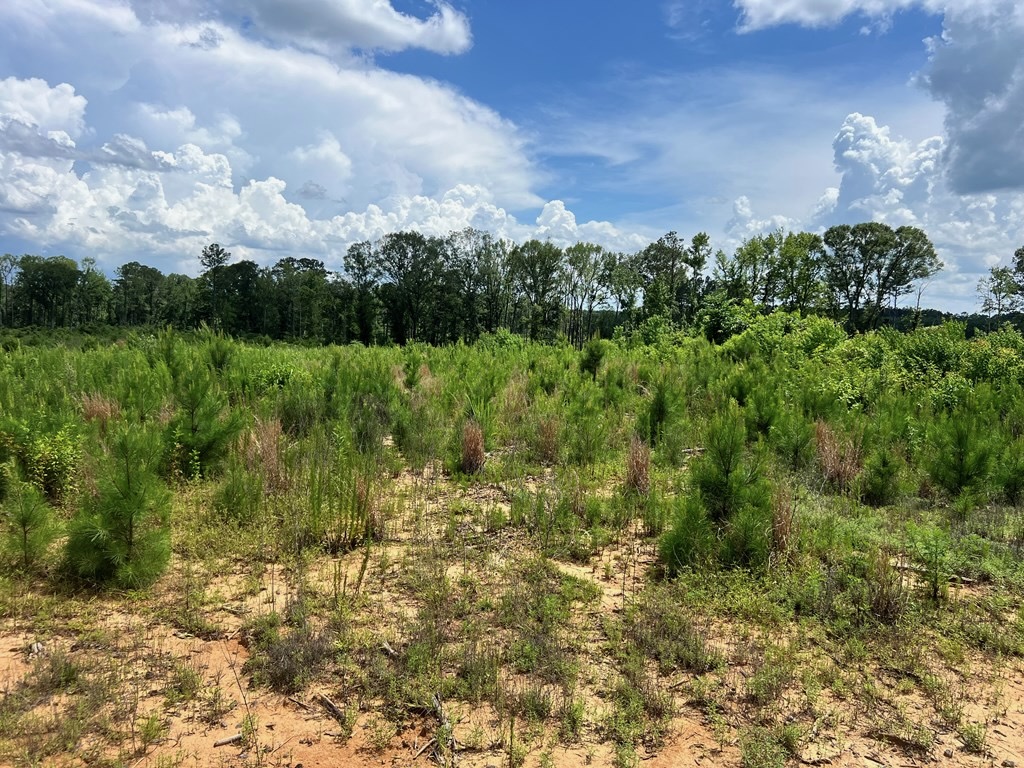 Land for Sale in Amite County, MS