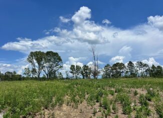 Land for Sale in Amite County, MS