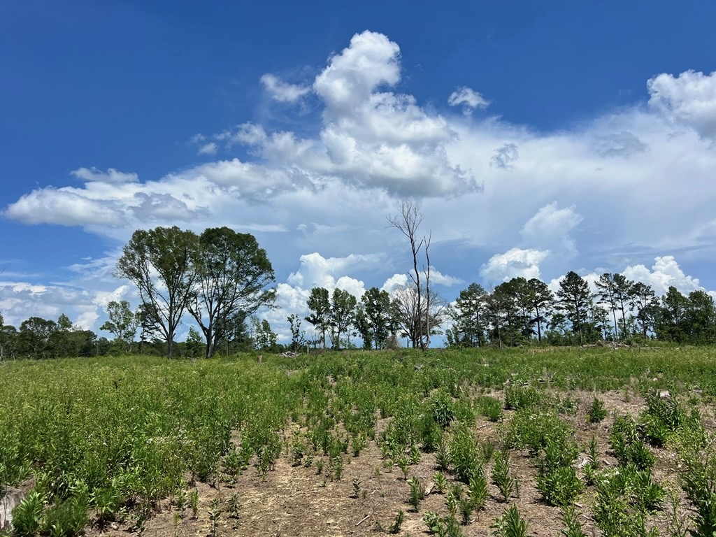 Land for Sale in Amite County, MS