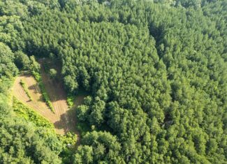 Hunting Land in Woodville, MS – 125 Acres for Sale