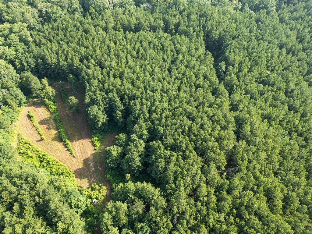 Hunting Land in Woodville, MS – 125 Acres for Sale