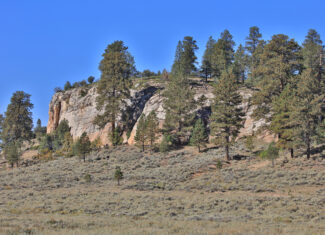 155 Acres of Hunting and Recreation Land in CO