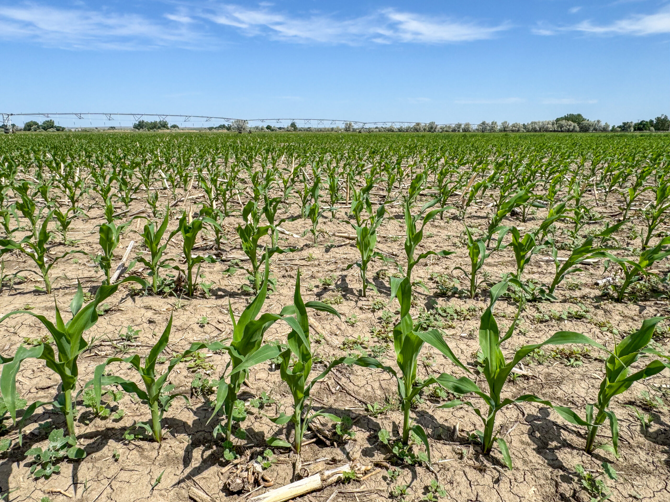 East Malta Irrigated Farm & Ranch – The Hould Property
